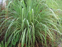 Cymbopogon flexuosus